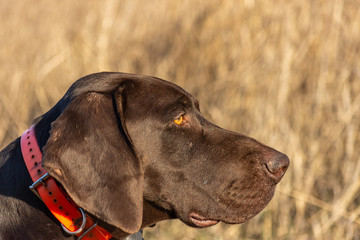 German shorthaired pointer dog sitting in field. Portreit on nature.