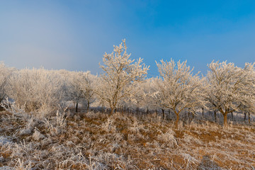 Winter landscape with rime on the tree