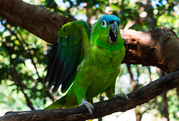 Latin American parrots, yellow head, blue head, red head, loro, loro cabeza amarilla, cotorro, loro cabeza azul, blue head