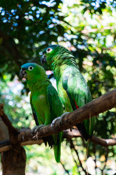 Latin American parrots, yellow head, blue head, red head, loro, loro cabeza amarilla, cotorro, loro cabeza azul, blue head