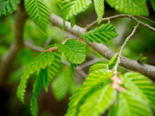 Fresh spring forest. Green leafs in rain forest in middle Europe.