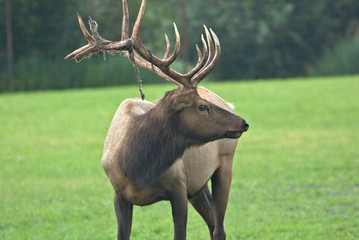 Bull Elk