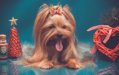 Naklejka premium Yorkshire terrier tongue out portrait on Yorkshire terrier tongue out portrait on turquiose background with Christmas decorations
