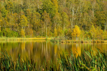 Forest and trees in autumn colors. Reflections in a calm lake.