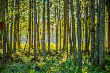 Fototapeta na wymiar Streams of sun in between trees of a dense forest.