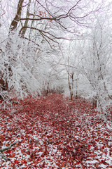 Snow trees in the forest