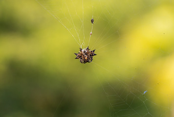 soldier spider, red star spider, green background