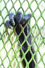 monkey hand and foot on green security fence