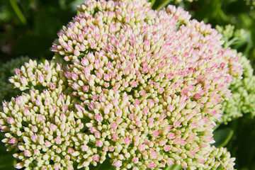 Showy stonecrop, or ice plant (Hylotelephium spectabile) growing in the garden.  This plant belongs to the stonecrop family, Crassulaceae.