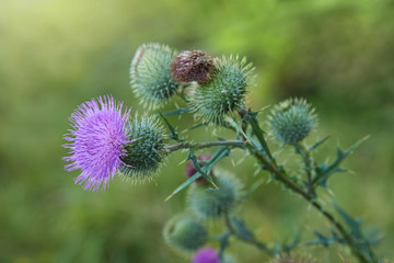 Cirsium vulgare, Spear thistle, Bull thistle, Common thistle, short lived thistle plant with spine tipped winged stems and leaves, pink purple flower heads
