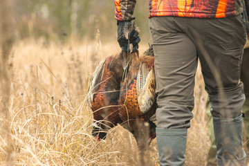 Hunter with prey, a pheasant in his hand at a field.