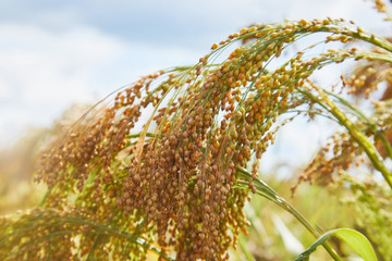 Close up of Little Millet stalk with grains. Millet is used as food, fodder and for producing...