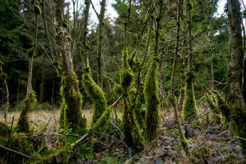 Fototapete bei efototapeten.de bestellen   