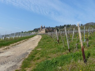Obraz premium Langer Weg durch dieWeinberge zur Abtei St.-Hildegard bei Rüdesheim am Rhein