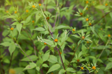 Three-lobe beggarticks (Bidens tripartita) growing in the forest. Medicinal plant