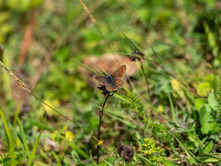 Brown Argus ( Aricia agestis ) resting on a plant