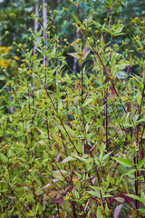 Three-lobe beggarticks (Bidens tripartita) growing in the forest. Medicinal plant