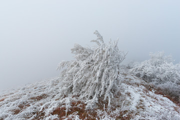 Snow trees in the forest