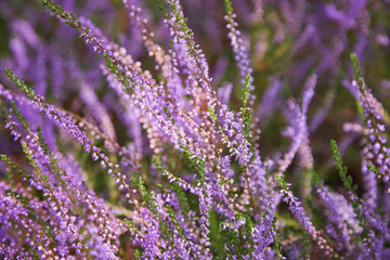 Fototapeta premium Bunch of purple scotch heather (Calluna vulgaris, erica, ling) bush also called Ling plant on moorland. Heather flowers Pink Calluna vulgaris, soft green field, selective focus photo. 
