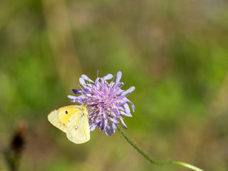 Clouded Yellow butterfly Colias croceus, on Scabious Flower