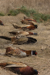 Hunting. The result of the hunt. Many trophies are laid out on the field. Respect for the trophy. Dead pheasants.