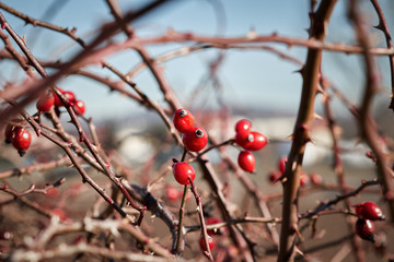 red rose hip on twigs in winter