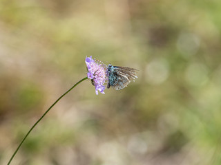 Male Chalk Hill Blue  ( Polyommatus coridon ) on Scabious
