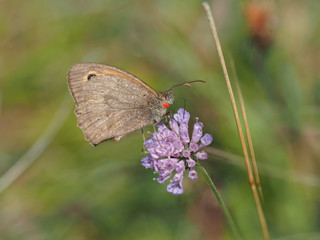 Meadow Brown Butterfly (Maniola jurtina)