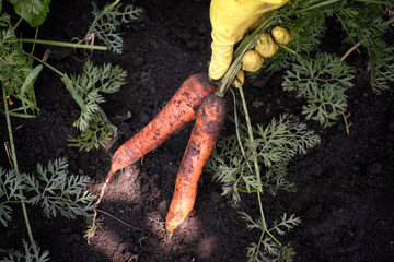 Farmer picking organic carrots
