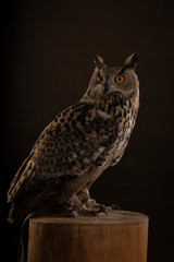 Turkmenian Eagle owl / bubo bubo turcomanus sitting side ways on a log studio shot with brown background