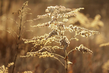 Nature, forest, landscapes concept. Dry plant in the forest, cropped shot. Abstract nature background.
