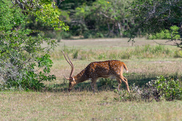 A spotted deers graze in the green meadow. Kumana National Park. Asia, Sri Lanka.