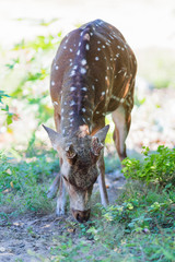 A spotted deers graze in the green meadow. Kumana National Park. Asia, Sri Lanka.