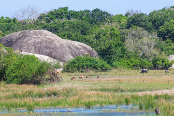 A tropical landscape. High point mountains view. Sika deers and buffalos graze in the meadow in the background. Kumana National Park. Asia, Sri Lanka.