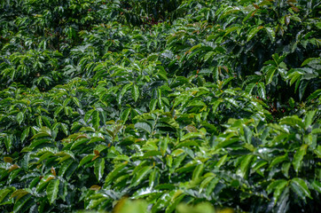 coffee plantation south america