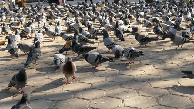 who struggle with hunger in the winter the pigeons, feeding pigeons in the park are,