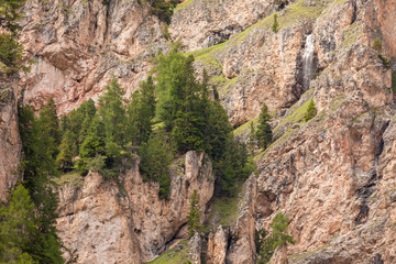 Obraz premium some larches on impervious mountain wall