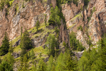 Fototapeta premium some larches on impervious mountain wall
