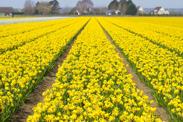 Fototapeta premium Spring in Holland: fields of yellow natcissus