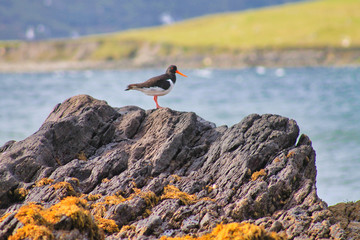 bird on a rock