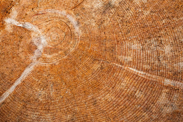 Naklejka premium controlled deforestation inside an Italian forest. Cross section of a young pine tree