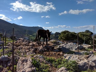 Greece Athens Hydra walk to city, day nature © Александр Колесник