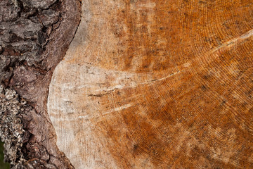 controlled deforestation inside an Italian forest. Cross section of a young pine tree