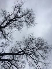 bare winter trees against grey sky