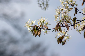 Amelanchier lamarckii deciduous flowering shrub, group of white flowers on branches in bloom