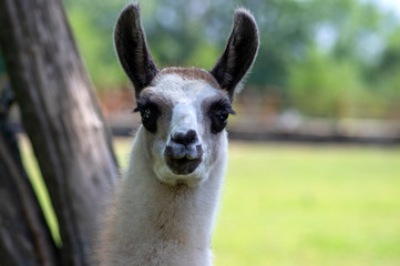 Young baby llama Lama glama portrait, beautiful hairy animal with amazing big eyes, light cream brown white color