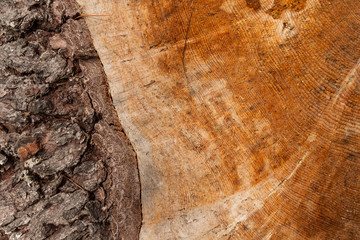 controlled deforestation inside an Italian forest. Cross section of a young pine tree