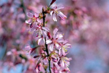 Prunus okame flowering early spring ornamental tree, beautiful small pink flowers in bloom