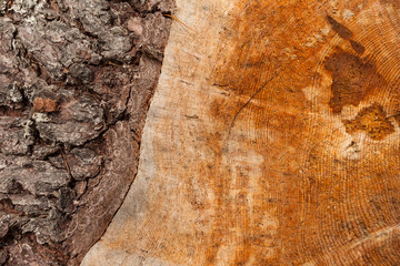 controlled deforestation inside an Italian forest. Cross section of a young pine tree
