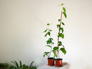 Passion fruit plants grow indoors like ornamental plants